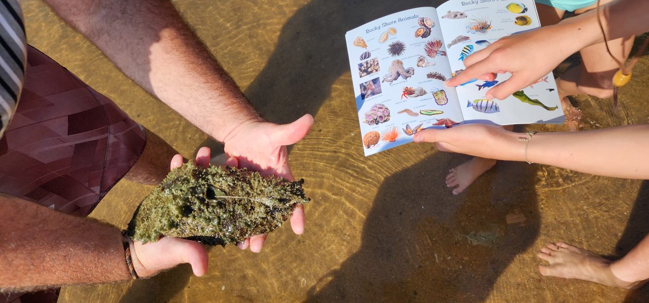 Marine Field Guide for Wild Kids (A5)