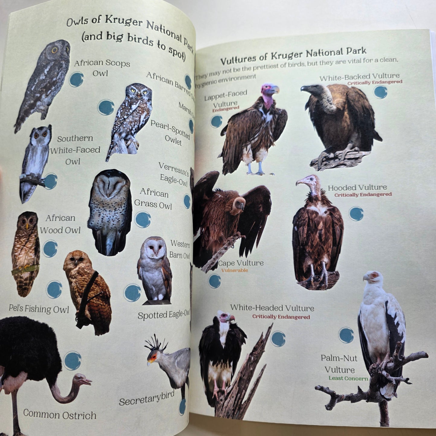 Kruger National Park Guide for Wild Kids with Stickers