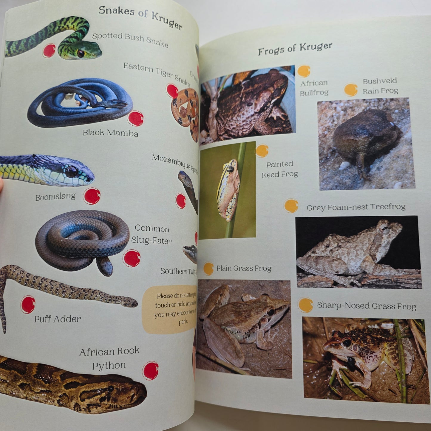 Kruger National Park Guide for Wild Kids with Stickers