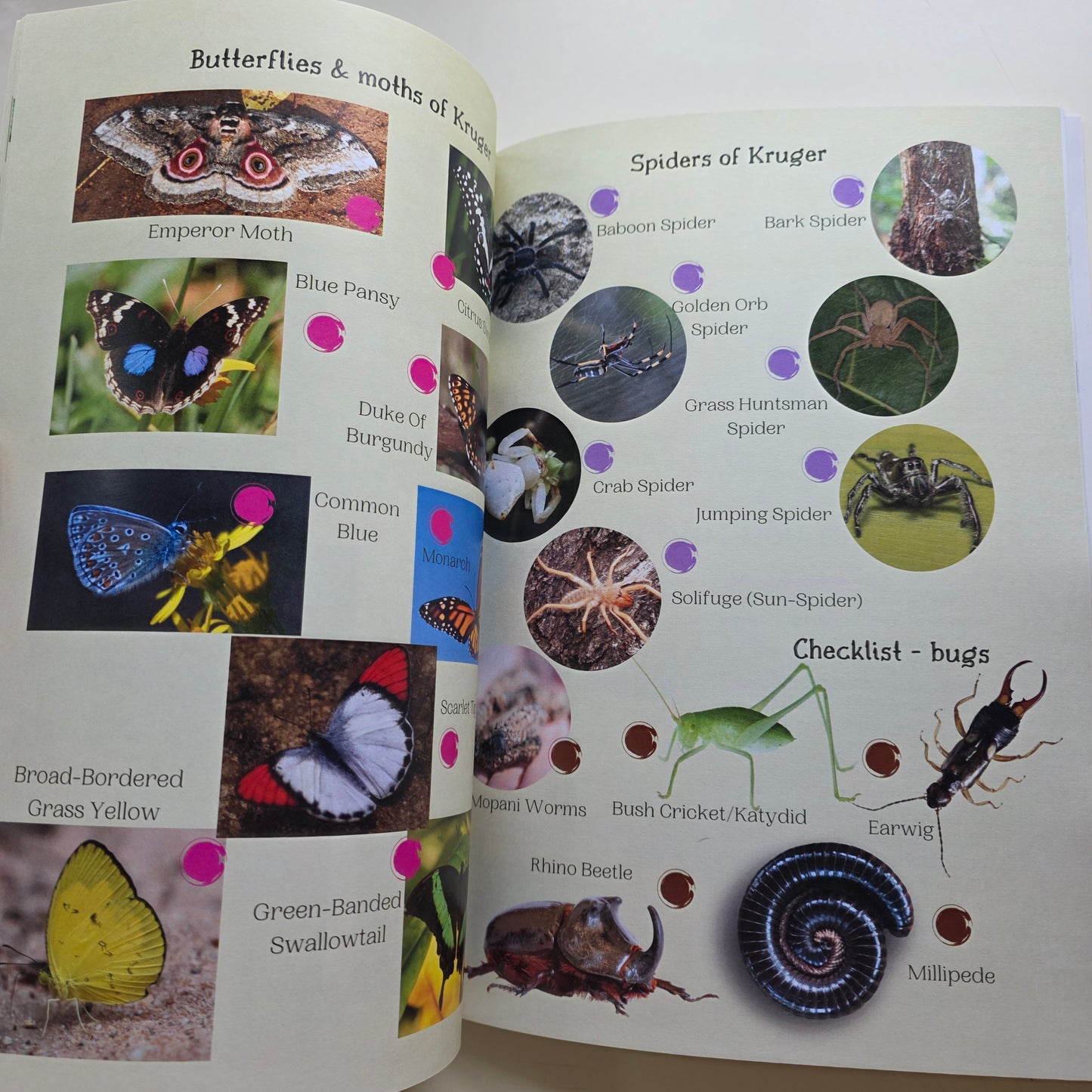 Kruger National Park Guide for Wild Kids with Stickers