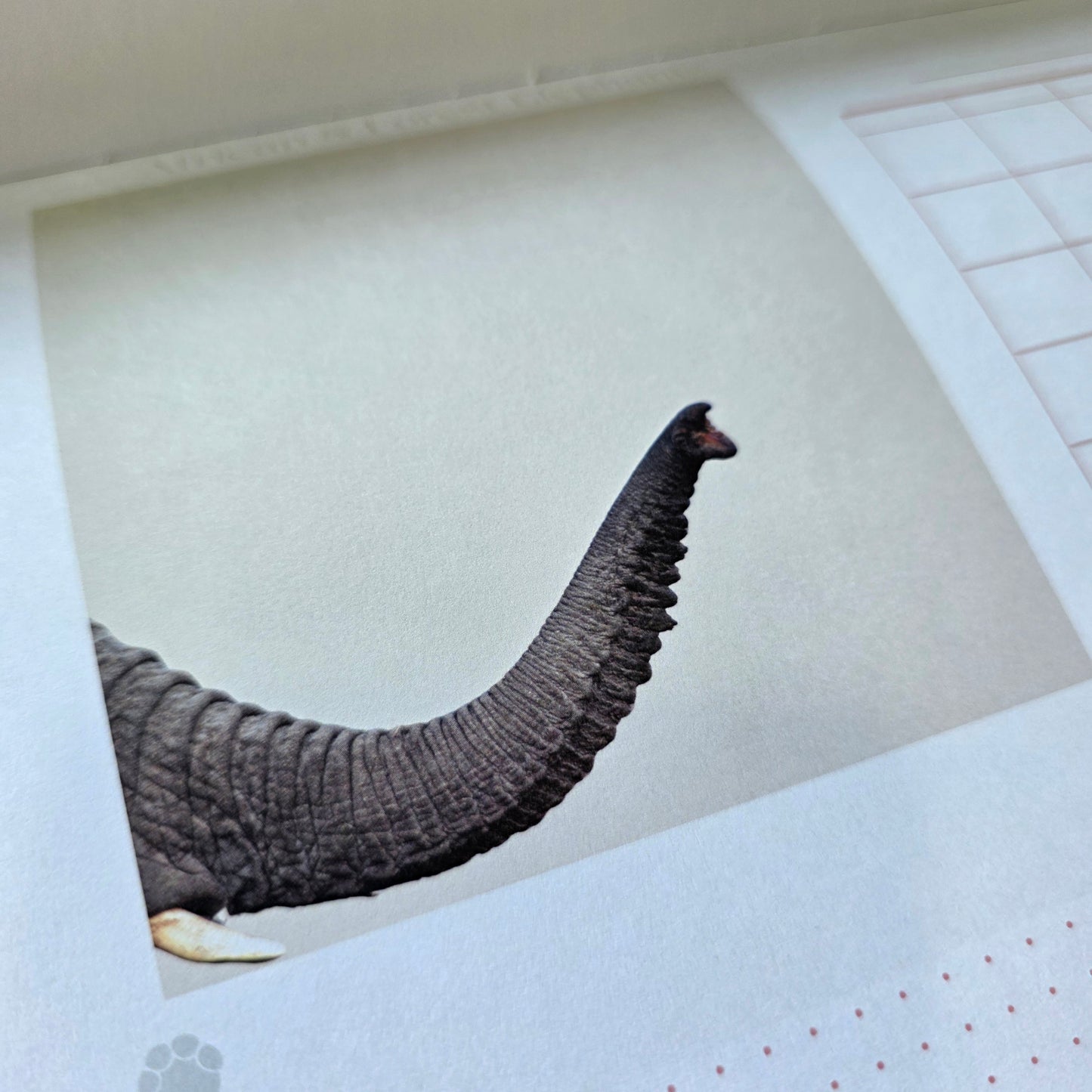 Plan My Way Deskpad Calendar: Endangered Species of South Africa