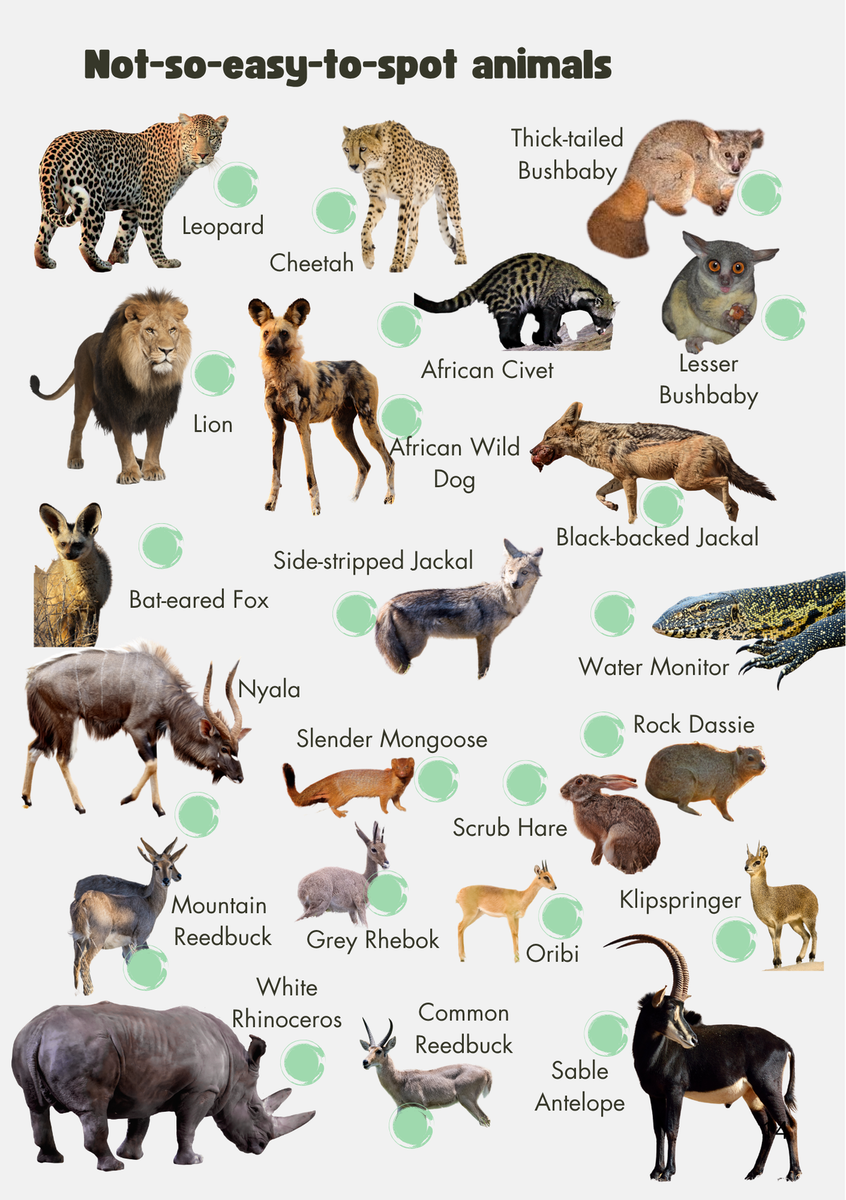Kruger National Park Guide for Wild Kids 4th Edition (A5) with stickers