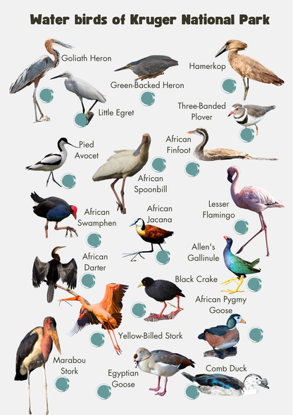 Kruger National Park Guide for Wild Kids 4th Edition (A5) with stickers